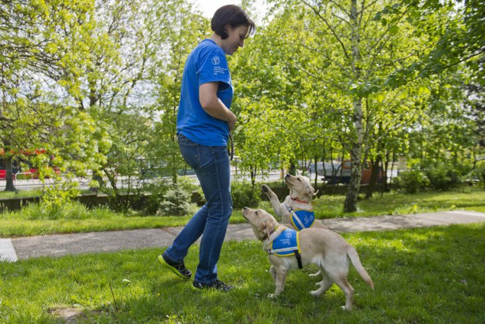 Ilustračný obrázok k článku Zbierka Štvornohé oči pomôže výcviku vodiacich psov