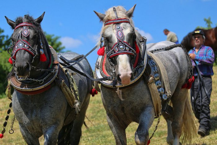 Ilustračný obrázok k článku Podujatie, ktoré v Lučenci doteraz neexistovalo: Čo všetko nás čaká na furmanských pretekoch?