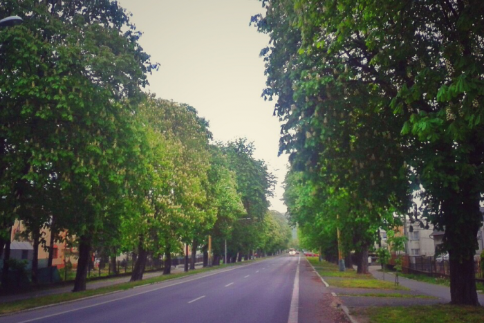 Ilustračný obrázok k článku Známa gaštanová aleja v Strážskom: Prehodnotili zdravotný stav stromov a toto je výsledok