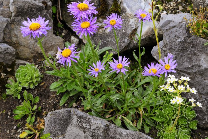 Ilustračný obrázok k článku Botanická záhrada opäť otvorí svoje brány: Milovníci tatranskej flóry si prídu na svoje