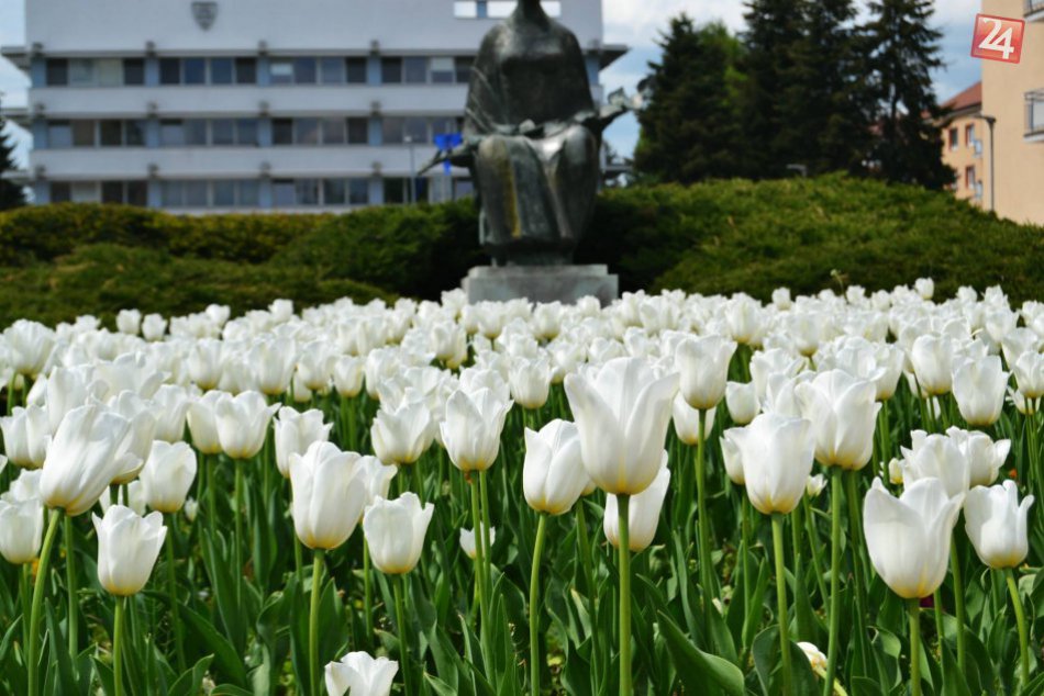 Ilustračný obrázok k článku FOTO: Rozkvitli sídliská aj námestie. Zábery zachytávajúce krásu jari vo Zvolene