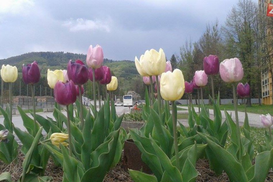 Ilustračný obrázok k článku FOTO: Rozkvitli predzáhradky aj parky. Zábery zachytávajúce krásu jari v Brezne