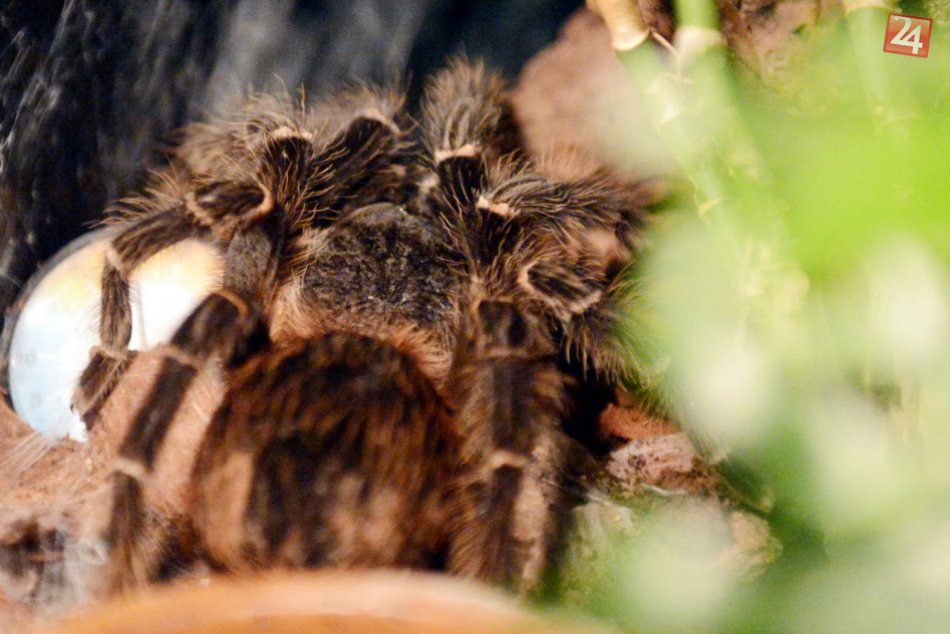 Ilustračný obrázok k článku Svet pavúkov a škorpiónov je fascinujúci, presvedčiť sa môžete v SNM