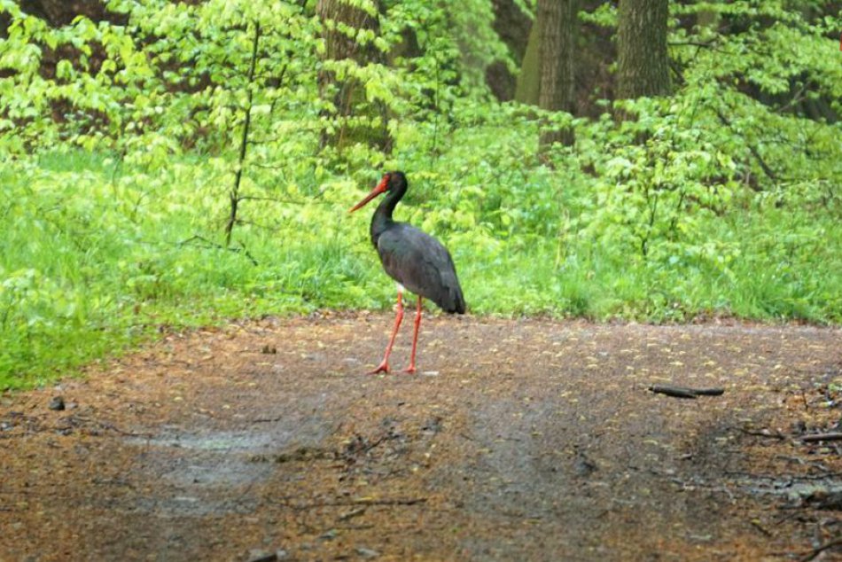 Ilustračný obrázok k článku OBRAZOM: V našich lesoch môžete stretnúť neobyčajného živočícha