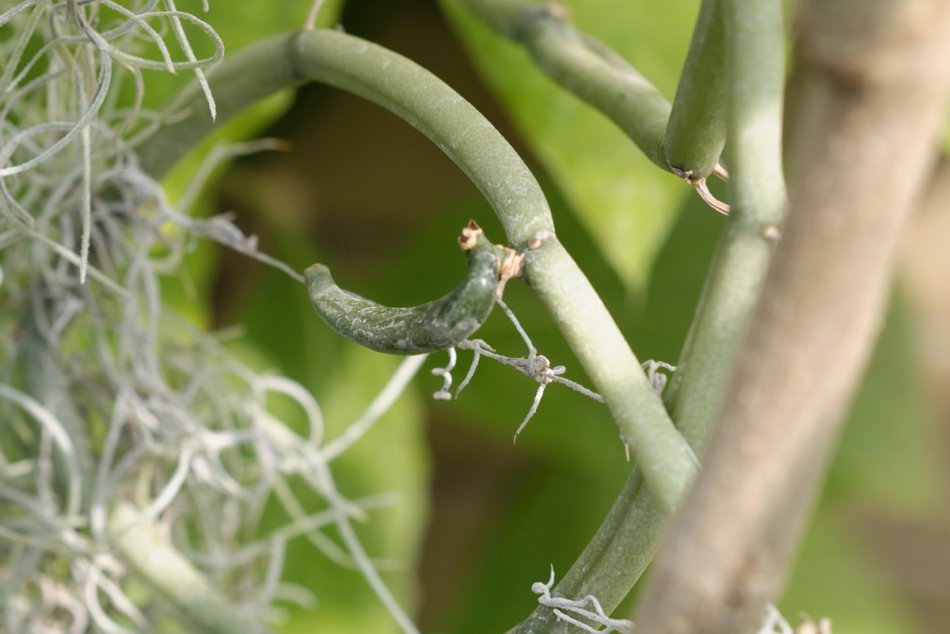 Ilustračný obrázok k článku FOTO: Z umelo opeľených kvetov vanilky sa podarilo v Botanickej záhrade v Nitre vypestovať prvé struky