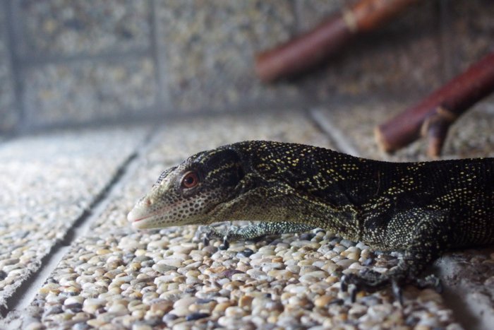 Ilustračný obrázok k článku Nový prírastok vo viváriu SPU v Nitre: Domov tu našiel Varan boehmov