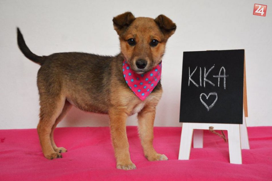 Ilustračný obrázok k článku FOTO: Psíky, ktorým môžete rozžiariť oči: Tri rozkošné šteniaka z Tuláčika hľadajú nový domov