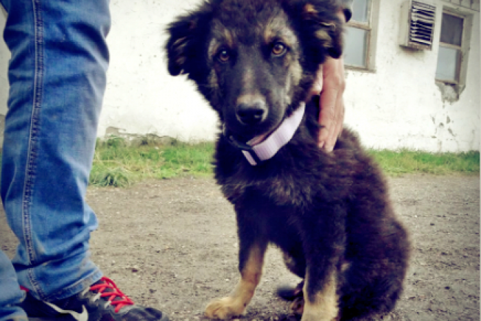 Ilustračný obrázok k článku Psíky, ktoré nemali toľko šťastia: Na nový domov čaká v žiarskom útulku 19 chlpáčov, FOTO