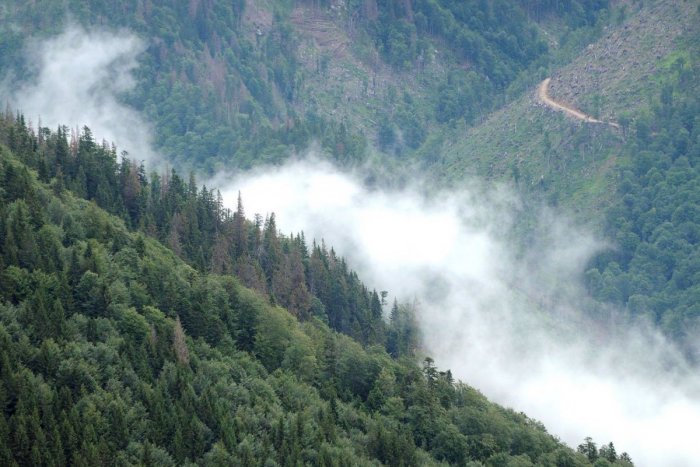 Ilustračný obrázok k článku V Nízkych Tatrách prekonali dobrovoľníci rekord: Vysadili 7000 sadeníc