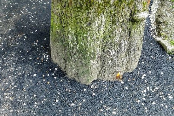 Ilustračný obrázok k článku Práca cestárov v Prešove dopadla kuriózne: Pri oprave chodníka zaasfaltovali strom