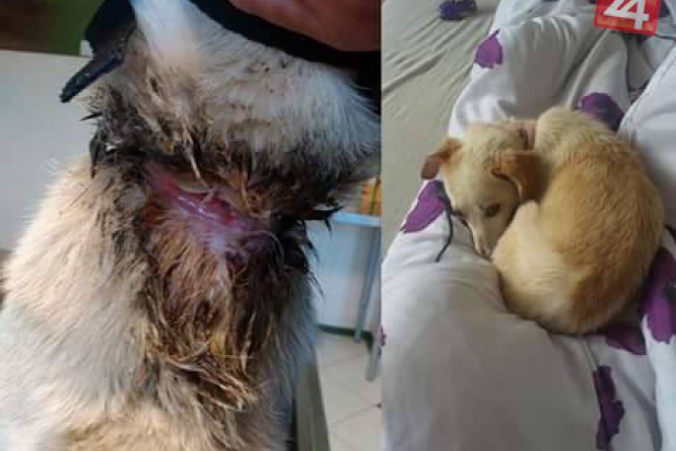 Ilustračný obrázok k článku Šľachetný čin Zvolenčanky Mirky. Opatruje psíka, ktorý takmer zahynul v rómskej osade