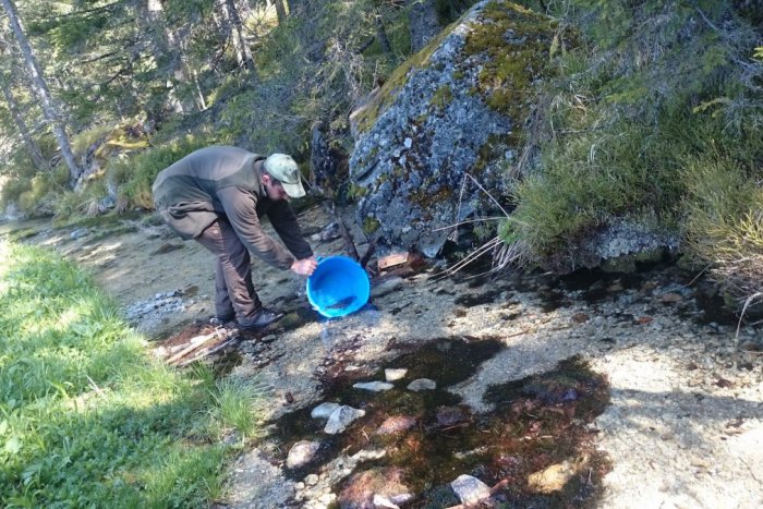 Ilustračný obrázok k článku Tatranské potoky ožili: Skončilo v nich viac ako 60 000 kusov násad pstruha potočného