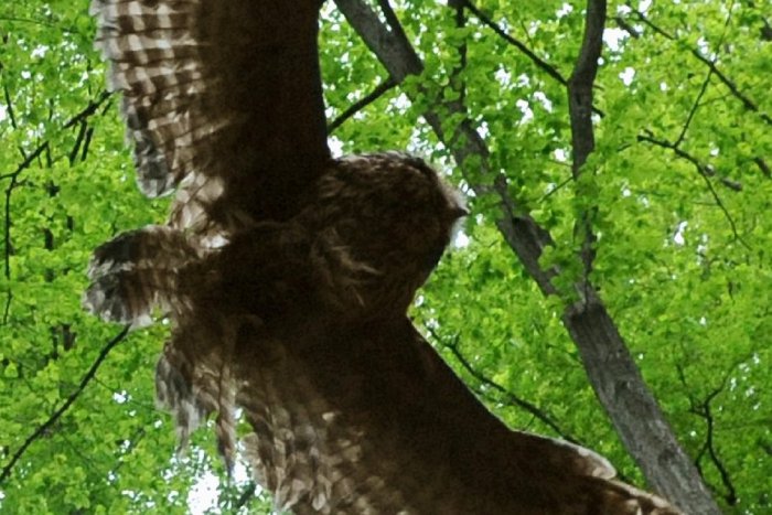 Ilustračný obrázok k článku Stalo sa v oblasti Sninského kameňa: Na lesníka zaútočila sova