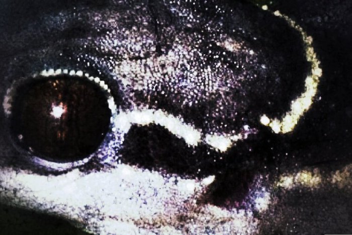 Ilustračný obrázok k článku Zrazu uvideli niečo, čo u nás ešte nikto nepozoroval: Pracovníkom sa pred očami zjavil najvzácnejší druh mloka!