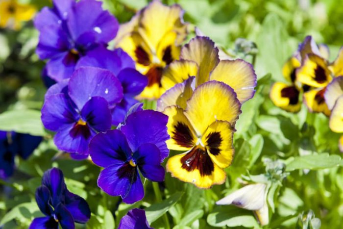 Ilustračný obrázok k článku RANNÁ ŠTVORKA: Májové blato, pre hospodára zlato? V strede týždňa sa pranostika naplní, opäť nás čaká dážď