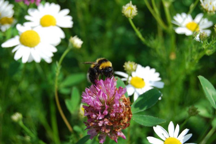 Ilustračný obrázok k článku Zázraky prírody rastú Košičanom rovno pod nosom: 5 byliniek, ktoré si môžete nazbierať v našom meste aj teraz