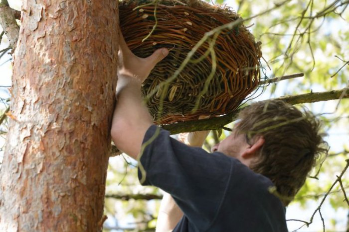 Ilustračný obrázok k článku Devínska Nová Ves pokračuje v ochrane prírody, pribudnú desiatky vtáčích búdok