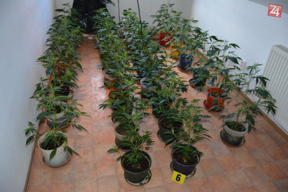 Ilustračný obrázok k článku FOTO: Policajná akcia v obciach pri Brezne. Kde všade prechovával muž (42) konope?