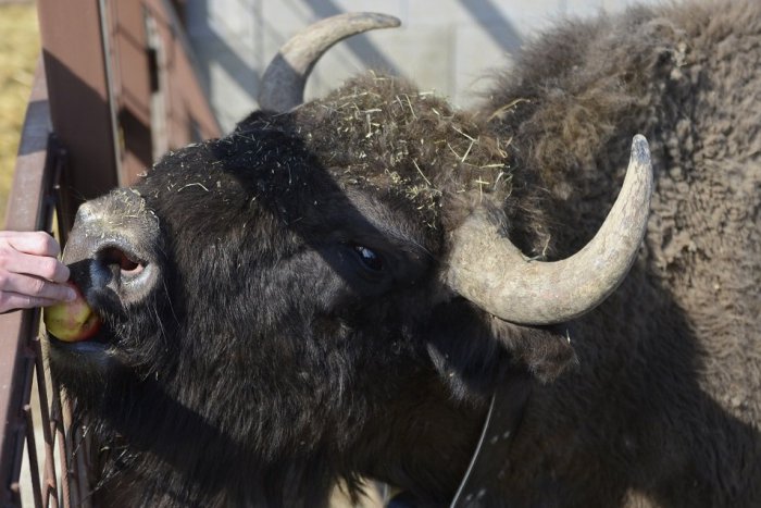 Ilustračný obrázok k článku Zubor Matúš po zrážke s autom: Veterinár hovorí o jeho stave, dobrá aj zlá správa