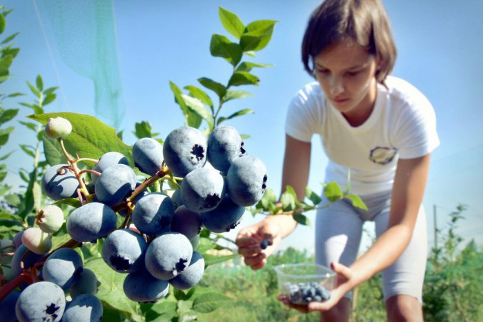 Ilustračný obrázok k článku Vedeli ste o ňom? V regióne máme čučoriedkový sad, chutné plody rastú kúsok od centra mesta, FOTO