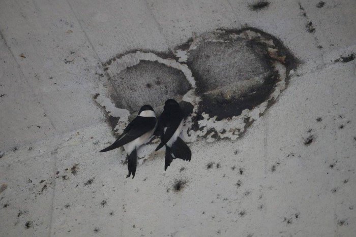 Ilustračný obrázok k článku Nepriateľská Bratislava: Po stromoch prišli na rad vtáky