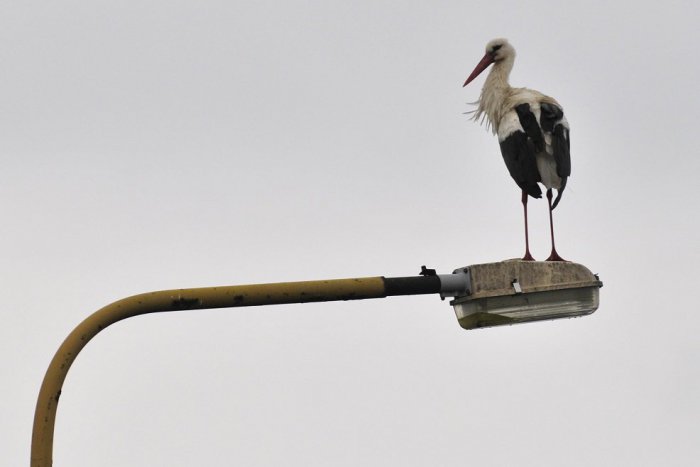 Ilustračný obrázok k článku Spišská Belá menila verejné osvetlenie: Nová je polovica, druhá je v pláne