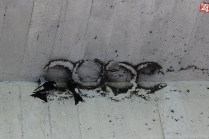 Ilustračný obrázok k článku Hniezda na Moste SNP má na svedomí ten, kto čistil most. Mesto viní J&T