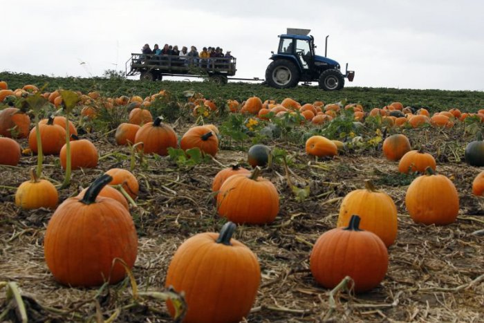 Ilustračný obrázok k článku Stop pre farmárov: Hrozí nám strata 1,4 miliardy z eurofondov!