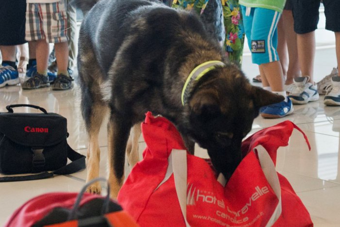 Ilustračný obrázok k článku Nález policajného psa na trnavskej ZŠ: Označil školskú tašku a toto žiak (13) potom vydal...