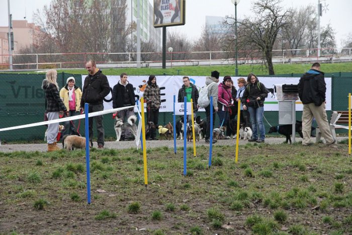 Ilustračný obrázok k článku V Petržalke pribudne ďalší oplotený výbeh pre psov