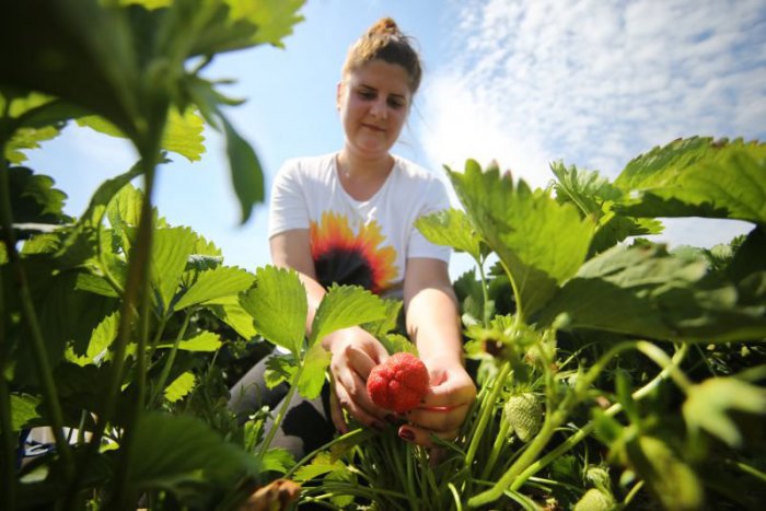 Ilustračný obrázok k článku Z KAŽDÉHO KÚTA: Čas ísť na jahody, kúpaliská i na východ Slovenska