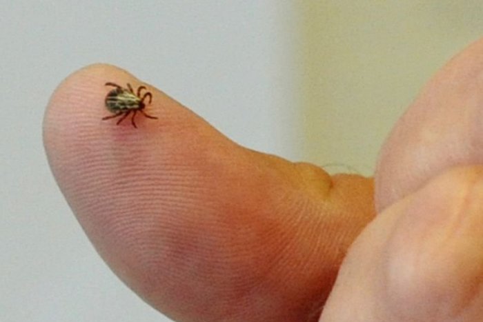 Ilustračný obrázok k článku Aj v tomto ročnom období sú kliešte  už aktívne