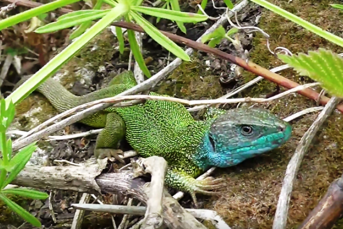 Ilustračný obrázok k článku Exoticky vyzerajúce jašteričky pútajú pozornosť: Kde sa vzali v Kremnických vrchoch? VIDEO