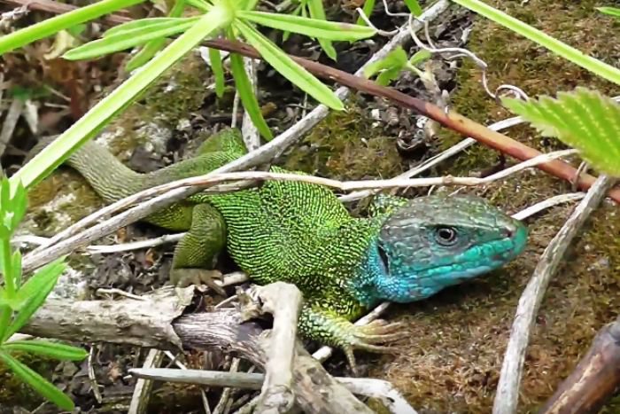 Ilustračný obrázok k článku Z KAŽDÉHO KÚTA: Slovenský unikát? U nás žijú jašterice s modrou hlavou