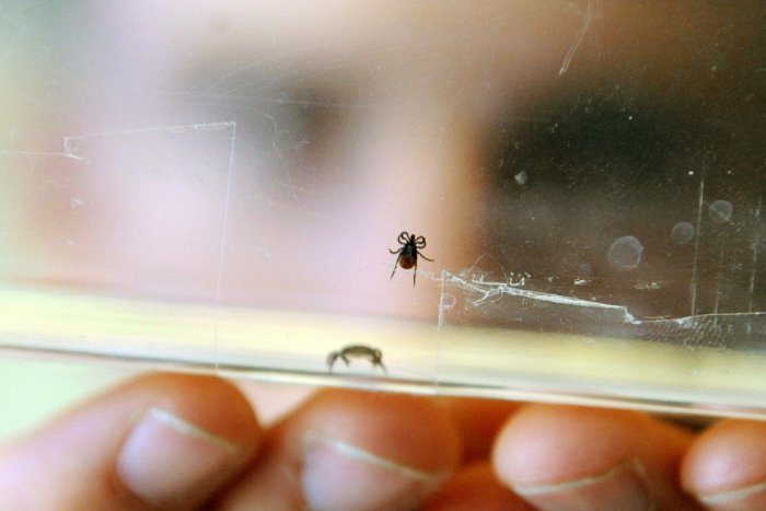 Ilustračný obrázok k článku Kliešte sa už prebudili: LOKALITY v okrese Prešov, kde môžete natrafiť na nakazených parazitov!