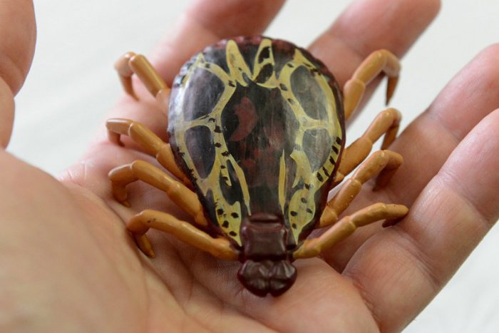 Ilustračný obrázok k článku Ako sa nenakaziť od kliešťa? Toto sú najdôležitejšie rady a tipy odborníkov