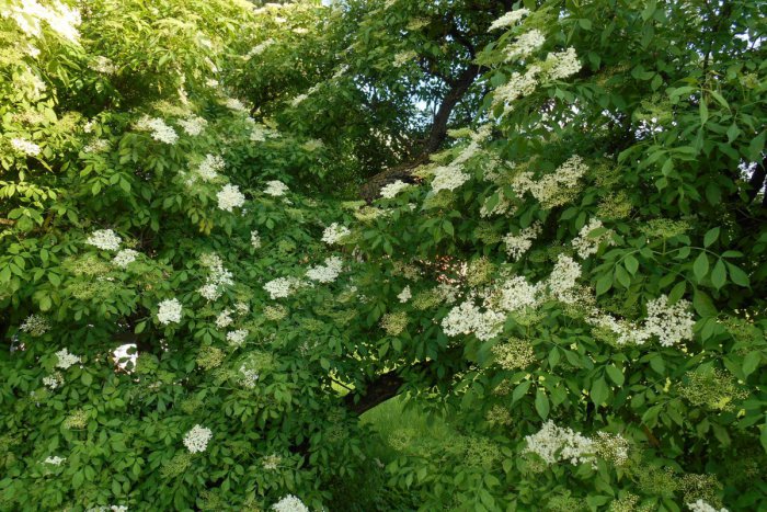 Ilustračný obrázok k článku Čo všetko dokážete s bazou v kuchyni? Osvedčené aj celkom nové recepty Bystričanov