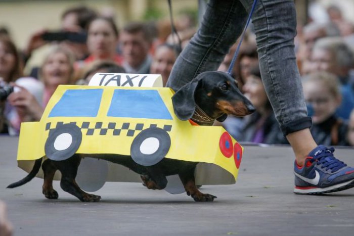 Ilustračný obrázok k článku KURIOZITA DŇA: Jazvečík ako čmeliak a štvornohý taxikár!