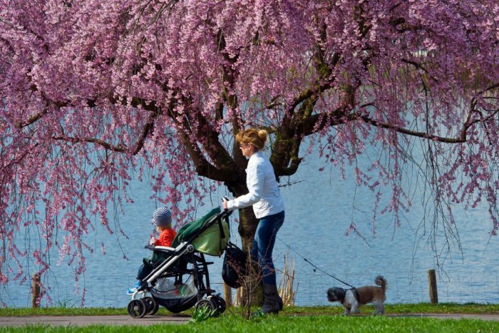 Ilustračný obrázok k článku Bratislavské pasce: Kočíkom po rozbitých cestách, chýbajúcich chodníkoch a vysokých obrubníkoch