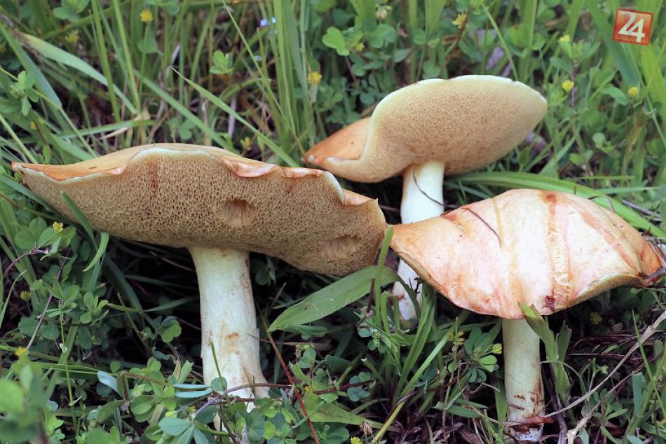 Ilustračný obrázok k článku FOTO: Hubám sa v našich končinách darí, Mária našla trojkilový skvost!