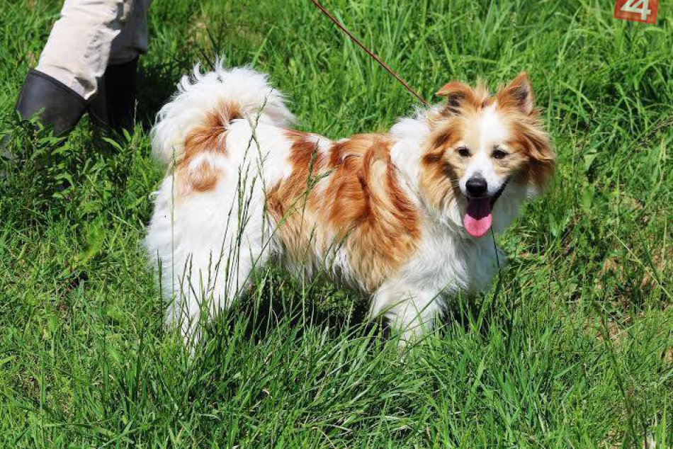 Ilustračný obrázok k článku Žiarsky útulok praská vo švíkoch: Zmeniť by to mohol jediný deň! FOTO