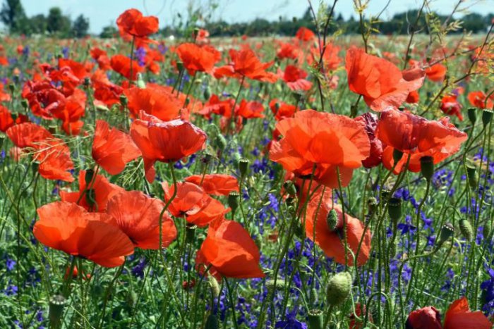 Ilustračný obrázok k článku RANNÁ ŠTVORKA: Zahoďte starosti, nepadne ani Medardova kvapka