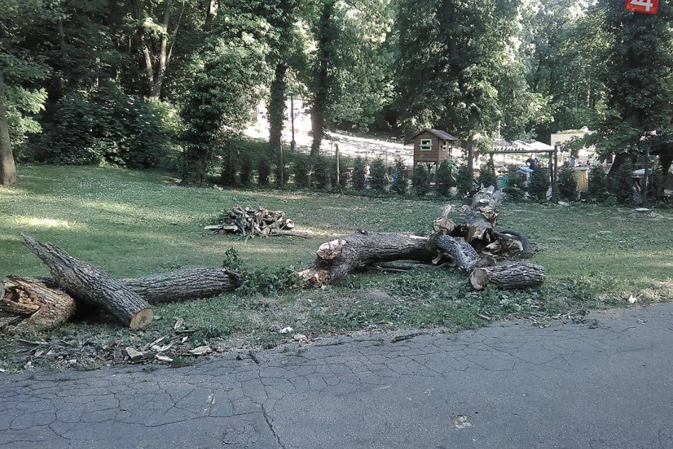 Ilustračný obrázok k článku Všimli ste si to aj vy? V Hlohovci prebieha výrub desiatok stromov