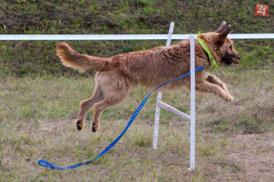 Ilustračný obrázok k článku FOTO: Spoločné prechádzky aj liečenie canisterapiou. Skupinu Zvolenčanov spojila láska ku psom