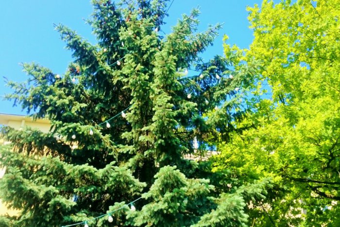 Ilustračný obrázok k článku Leto síce prichádza, ale Prešovčania môžu zažiť nádych Vianoc: Udrie vám to do očí rovno na ulici!