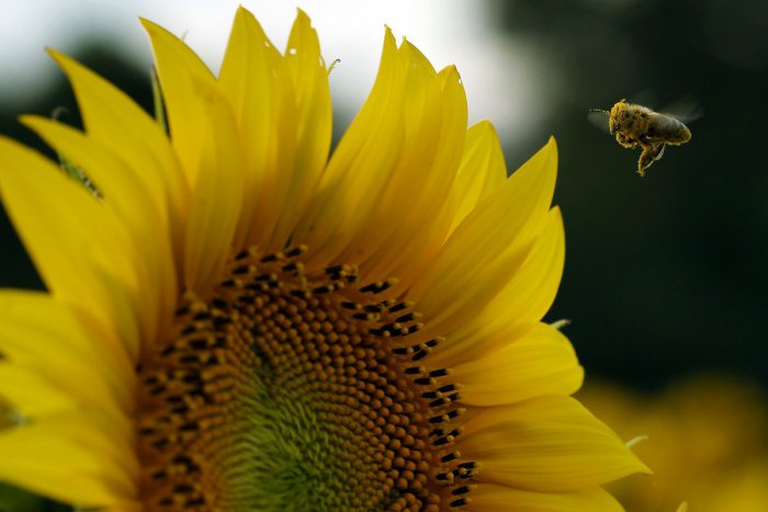 Ilustračný obrázok k článku V srdci Bystrice vyrastá zelená oáza. Pribudnú hmyzí hotel aj krásne slnečnice