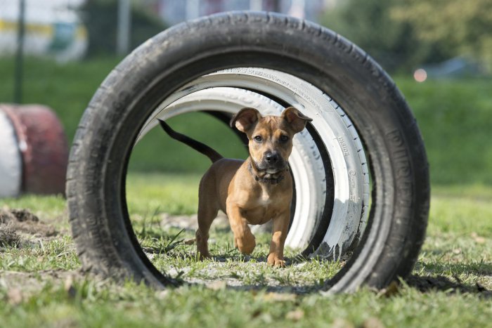 Ilustračný obrázok k článku V Rači a Starom Meste sa rokuje o nových výbehoch pre psov