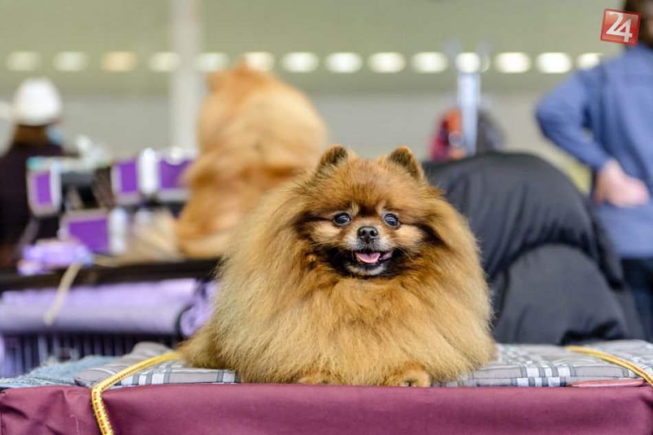 Ilustračný obrázok k článku V Nitre začala medzinárodná výstava psov: Predstavilo sa takmer 4400 chlpáčov