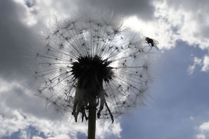 Ilustračný obrázok k článku RANNÁ ŠTVORKA: Počasiu zrejme počarovali "najšarmantnejšie čarodejnice", ktoré majú meniny