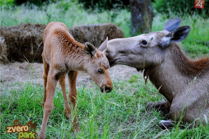 Ilustračný obrázok k článku Z KAŽDÉHO KÚTA: Na Slovensku sa po 300 rokoch narodilo unikátne mláďa